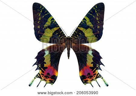 beautiful butterfly isolated on a white background