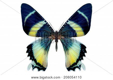 beautiful butterfly isolated on a white background