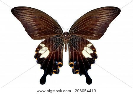 beautiful butterfly isolated on a white background