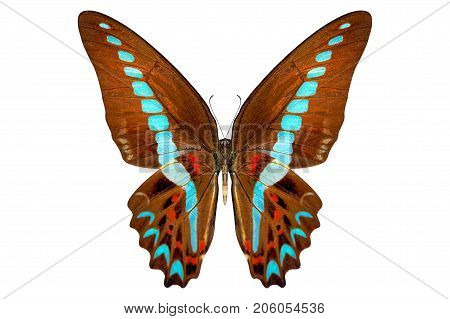 beautiful butterfly isolated on a white background