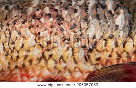 background of the fish skin . Photos in the studio