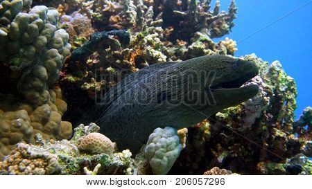 Murena on Coral Reef, Red sea