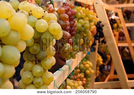 Bunches of grapes at the fair. Green red golden grapes on a wooden display case. The harvest of grapes.