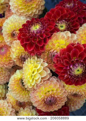 beautiful multicolored bouquets of dahlias grown in the summer garden.