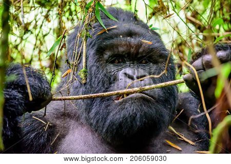head shot of a silverback mountain gorilla eating in the bamboo forest
