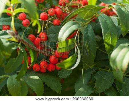 Rowan tree, red rowan berries on a tree