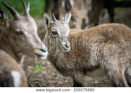 Portrait of a Baby capricorn in a wildpark