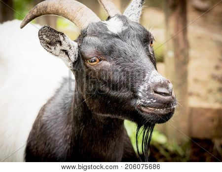 Portrait of a White black goat in a wildpark