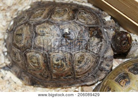 A Large Swamp Turtle