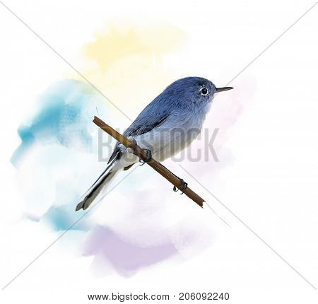 Digital Painting of  Blue-gray Gnatcatcher