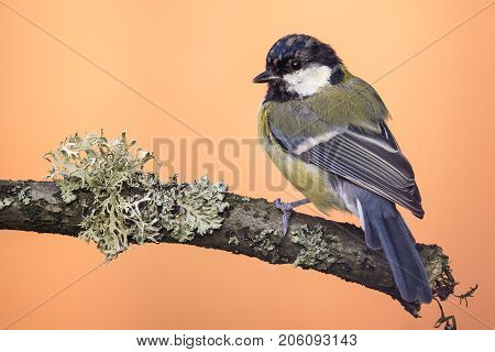 Perched Young Great-tit On Wooden Branch With Lichen