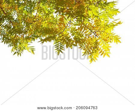 Branches with  colorful autumn leaves  isolated on white background.  Japanese pagoda tree