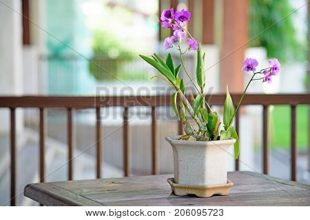 Violet flower on the table(violet, flower, isolated, white, background, purple, nature, spring, plant, beautiful, petal, color, macro, floral, green, pansy, closeup, blossom, bunch, bloom, blue, bouquet, beauty, natural, fresh, season, flora, arrangement,