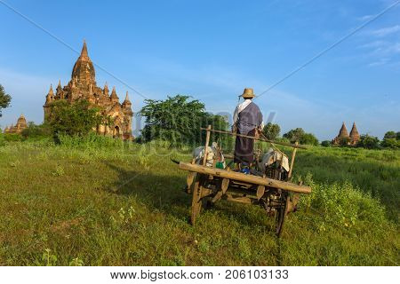 Bagan, Maynmar - October 12, 2016: Unidentified burmese farmer driving an oxcart during sunrise in Bagan, Myanmar.