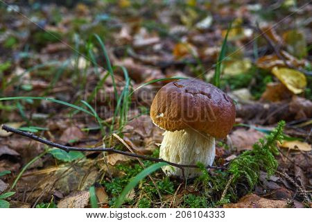 One Brown Mushroom, Lurid Bolete, In The Woods.