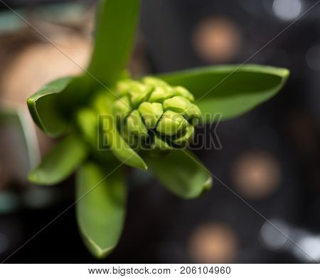 flower seedlings. macro . Photos in the studio