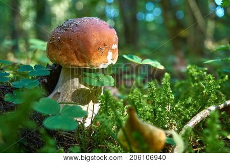 One Brown Mushroom, Lurid Bolete, In The Woods.