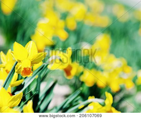 Flowerbed of blooming yellow daffodils in spring garden. Seasonal natural scene. Photo filter.