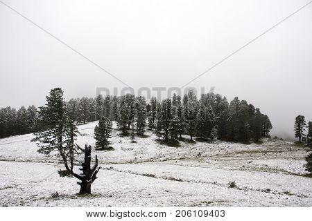 View Landscape Snow Snowing Covered On Alpine Tree At Top Of Mountain In Kaunergrat Nature Park