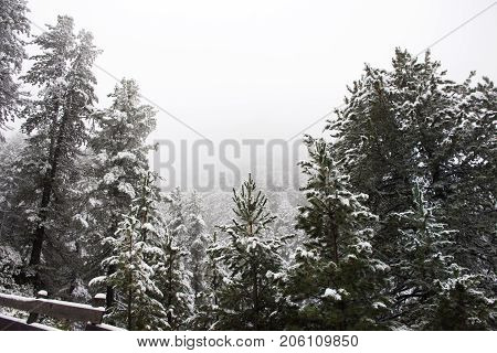 Snow Snowing Covered On Alpine Tree At Top Of Mountain