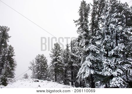 View Landscape Snow Snowing Covered On Alpine Tree At Top Of Mountain