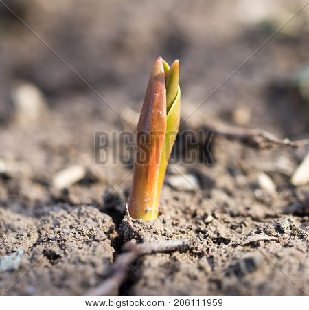 flower seedlings. macro . In the park in nature