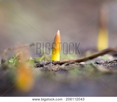 flower seedlings. macro . In the park in nature
