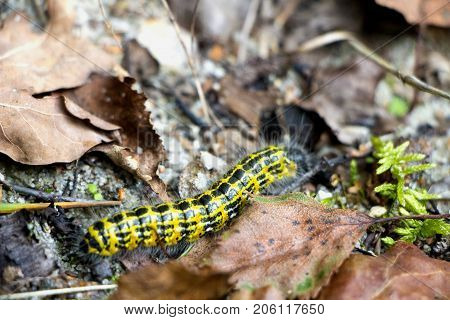 Yellow and black larva with hair in forest floor with brown leaves in autumn.