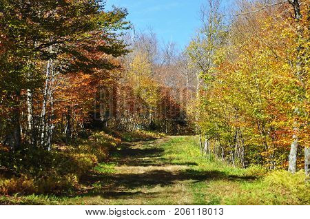 Mountain Trail in fall on Mount Mansfield in Vermont, USA.