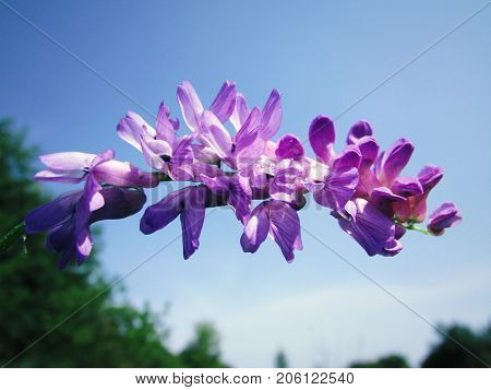 beautiful inflorescence of lavender against the blue sky on a clear summer day