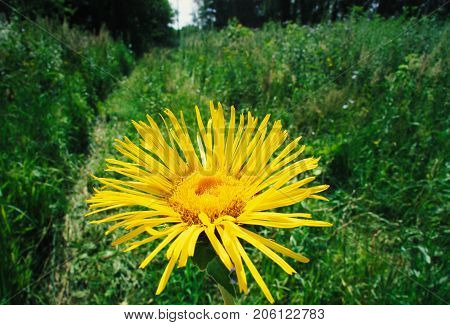 beautiful inflorescence of elecampane against the background of green grass on a clear summer day