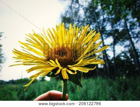 beautiful inflorescence of elecampane against the background of green grass on a clear summer day