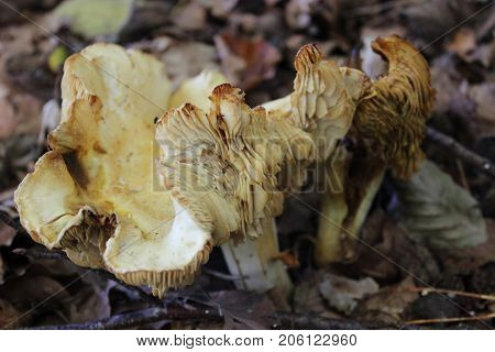 Close-Up of mushroom a group of mushrooms toadstools wild forest fungi small fungi fungi red mushroom red fungi