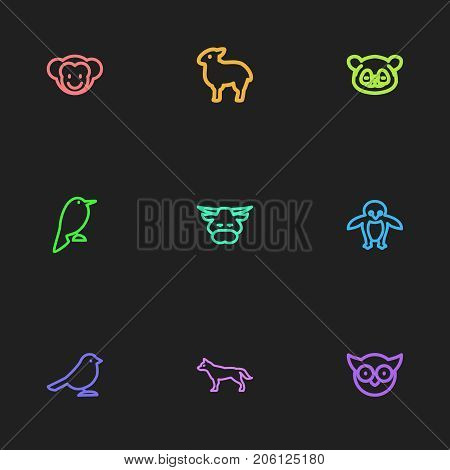 Set Of 9 Editable Zoo Outline Icons. Includes Symbols Such As Penguin, Predator Bird, Ape And More