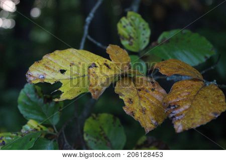 closer look at colorful leaves autumn in bavaria