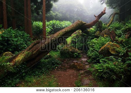 Tropical forest at Pozo da Alagoinha, Azores, Portugal, Europe