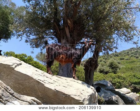 Mountain goat on a stone among trees on rock in a mountainous area. Photographed on mountainous area on the island KAMERIYE ADASI island