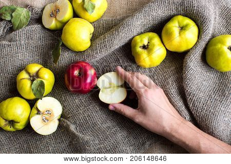 autumn, harvest, food concept. on the grey textured fabrick of sack there are lots of fruits, green and yellow quinces, one red apple and one half og it that is taken by male hand