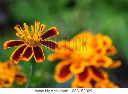 Macro shot of a yellow flower background