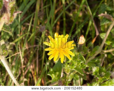 Close Up Of Beautiful Yellow Single Petal Flower Head Of Chicory