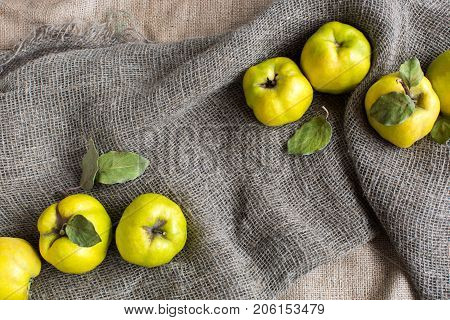 vitamins, composition, background concept. greeny yellow fruits of rough almost round form that are called quices placed on the grey and brown textured fabric that cover one another