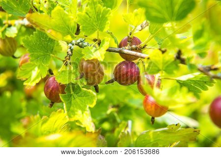 Gooseberries on a branch