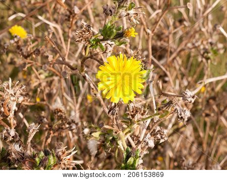 Close Up Of Beautiful Yellow Single Petal Flower Head Of Chicory