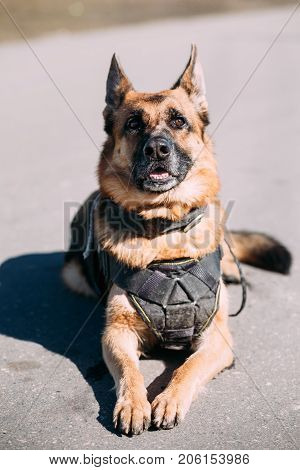 Brown German Sheepdog Alsatian Wolf Dog Wearing In Special Training Clothes And  Sitting On Road In Sunny Day