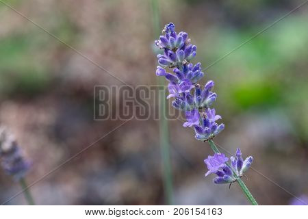 colourful Lavender Flowers with green park background.