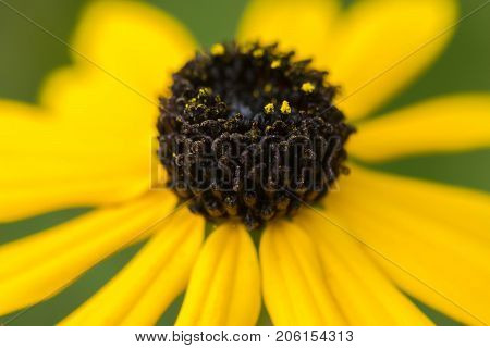 Macro shot of a yellow flower background