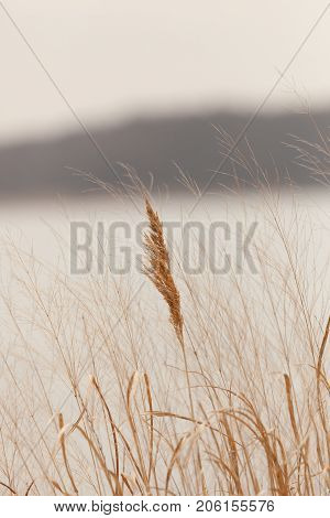A closeup of sea grass growing alongside the Arthur Kill in Sewaren New Jersey. Photo taken in April 2017.