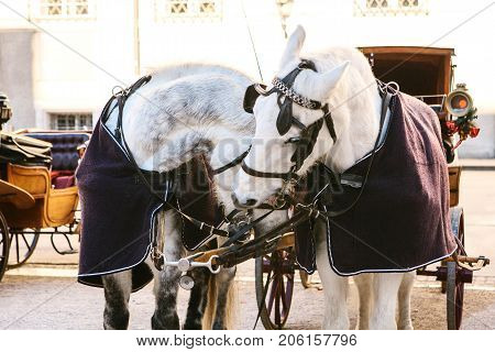 Horses with wagons in winter on the main square of Salzburg in Austria. Entertainment of tourists, riding. Attractions.
