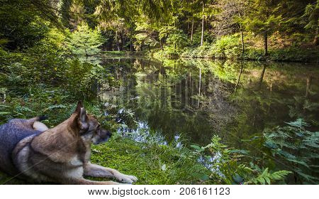 Forest Lake  Wildlife Nature Calm Landscape Scenery