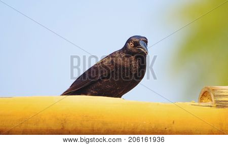Black Bird With Yellow Eyes Called Irauna-grande Or Giant Cowbird
